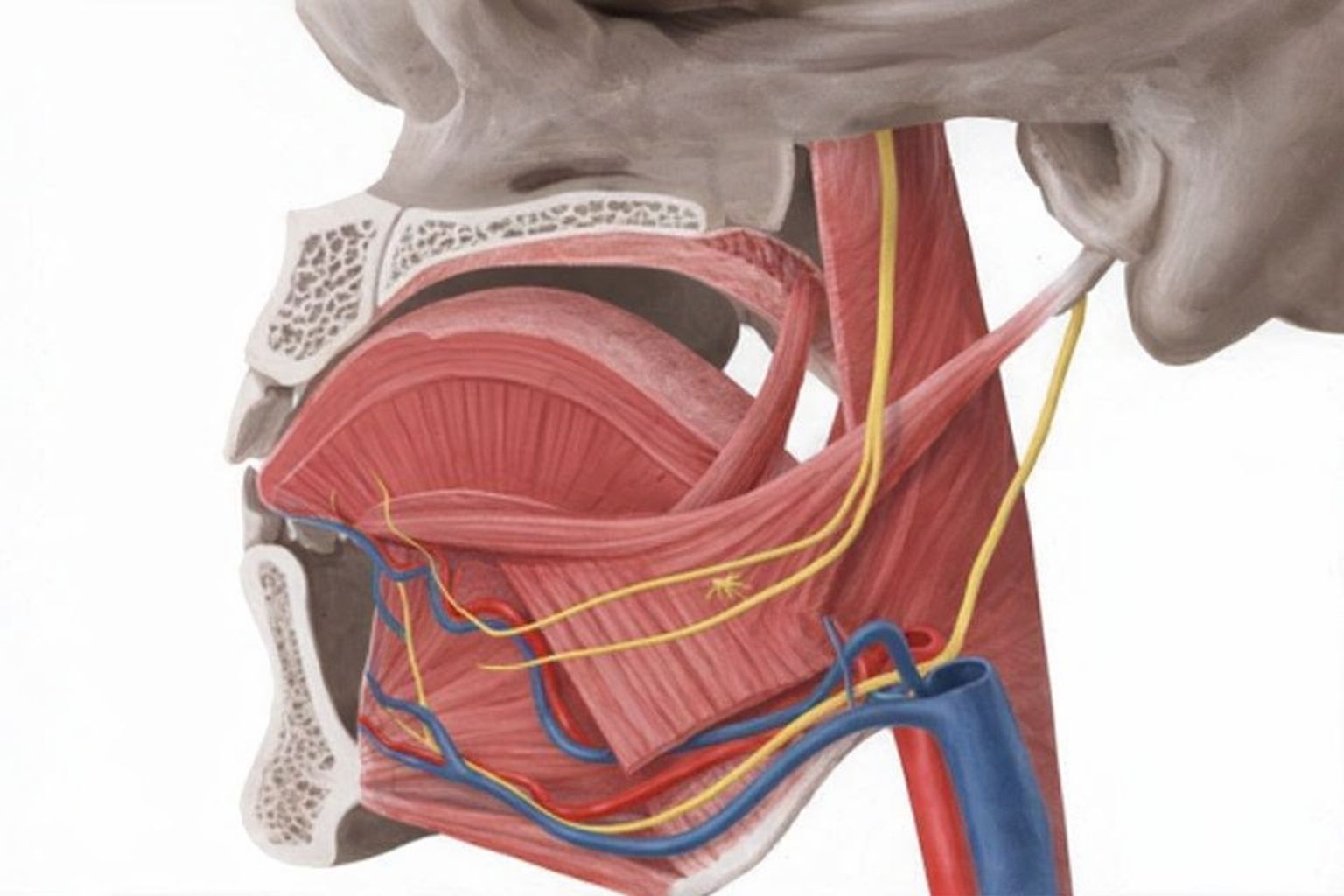 Illustration av munhålans muskler, nerver och blodkärl i sidoprofil.